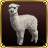 Alpacas