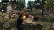 6bears