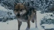 Seth Snow Teeth