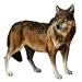 Item whitesockswolf 01