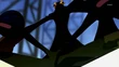 Shadow Yosuke appears in P4A