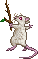 White Keep Rat Hatchling.gif