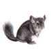 Item chinchilla 01