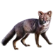 Item darwinsfox 01