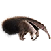 Item giantanteater 01
