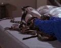 Rikers imagined snakes.jpg