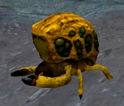 Uwari beetle.jpg