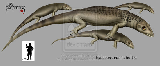 Heleosaurus scholtzi