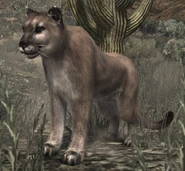 Puma