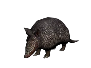 Armadillo