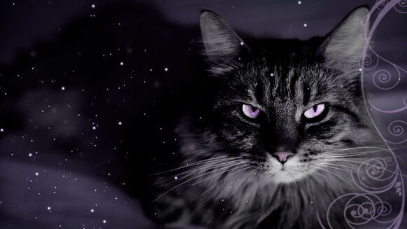 Catwallpaperforbellscullen
