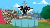 Backyard aquarium.jpg