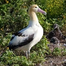 Albatross