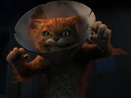 Zombie Puss