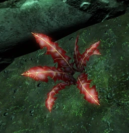 Crimsonnirnroot