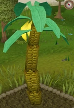 Banana7