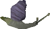 Bruise Blamish Snail old