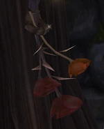 Meara'sDriedRoses