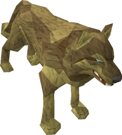 Desert wolf