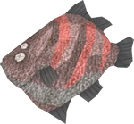 Giant flatfish detail