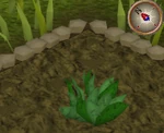 GreenHerb3