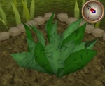 GreenHerb5