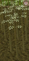 Jute5