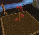Maple2