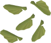 Maple seed detail