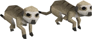 Meerkats