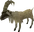 Mountain Goat