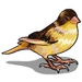 Canary-icon.png