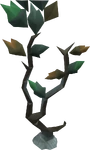 Seeping elm tree