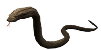 Swamp Snake