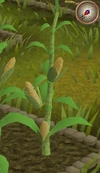 Sweetcorn6