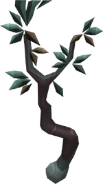 Tangle Gum Tree