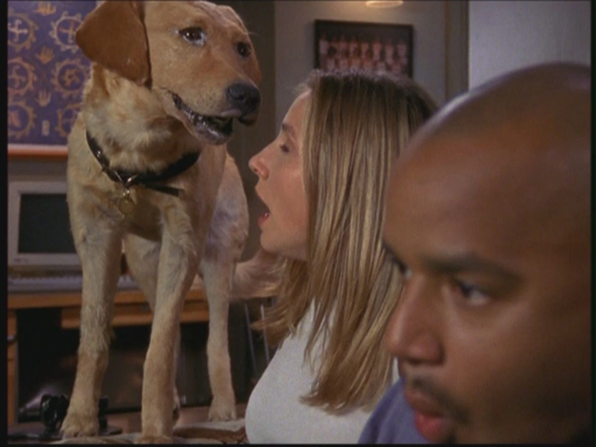 Bilder von Rowdy ScrubsWiki Serie, J.D., Turk, Carla, Cox