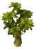 Hazel Tree