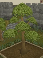 Yew8