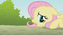Fluttershy laying on the ground S1E07