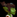 IconSmall Goblin Girl