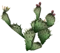 Prickly pear cactus
