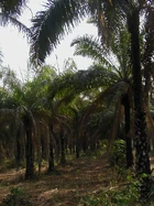 OAU Palm farm