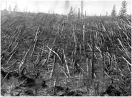 Tunguska trees