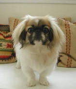 Szusza pekingese