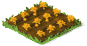 Golden Carrots Seedling