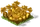 Golden Carrots Fruit