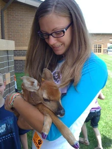 Fawn3
