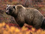 Grizzly-bear 566 600x450.jpeg
