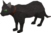 Bob the Jagex cat